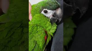 한스마카우 파우더