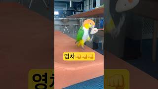 쥐 잡들이#앵무새 #카이큐 #birds #pets #shorts