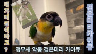 [앵무새도감] 검은머리카이큐 앵무새 #비글