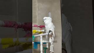 #앵무새 #코카투 #birds