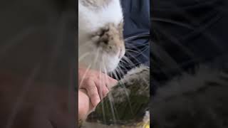 귀농귀촌 애기앵무새가 궁금한 토끼