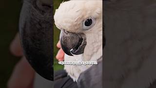 이렇게 코카투 집사님들 마음되어 버리고 #코카투 #앵무새 #앵무새키우기 #parrot
