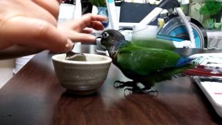 그린칙 코뉴어 두리의 이유식