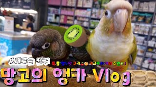 망고와 친구들의 앵무새 카페Vlog(새 친구)