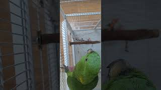 네입 아마존 앵무"뽀뽀뽀"