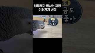 앵무새가 말하는 까꿍, 여러가지 버전  회색앵무 잠바  #반려동물  #birds #parrot