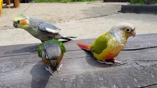 [앵무파파] 봄나들이 앵무새 삼형제 [2018.04.2…