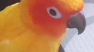 옴마~~이더나~))^^;;  썬코뉴어 보리