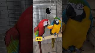 #parrot #반려동물 #마카우 #홍금강 #청금강 #…