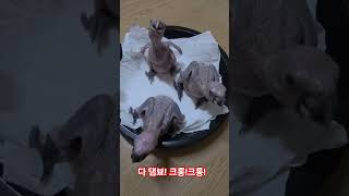 자~~알..북북 성장하고 있는 마조니 아가새들(청모자 아마존)