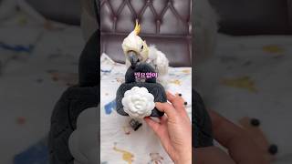 앵무새는 던지기 놀이를 통해 엄마를 트레이닝해요 #앵무새훈련법 #CHANEL