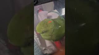 ㅋㅋㅋ오늘  나들이가 많이 피곤햇나보네 보리야~~~~