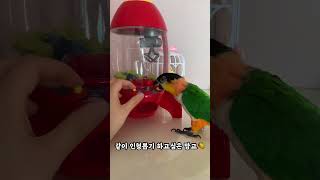 인형뽑기 하고싶은 앵무새 #shorts #parrot …