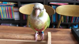 말하는 앵무새  코뉴어 룰루 까꿍하기