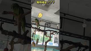 [예삐]멍때리는 앵무새 #아마존 #앵무새 #예삐 #parrot #말하는앵무새 #멍때리기