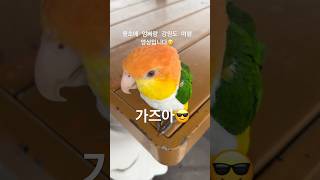 여름휴가 가즈아~~#shorts #카이큐 #여름 #휴가#앵무새 #반려동물 #birds