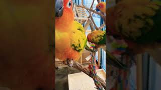 앵무새 개구쟁이 썬코뉴어 귀요미들~❤