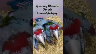 Green wing Macaw  Chicks #for …