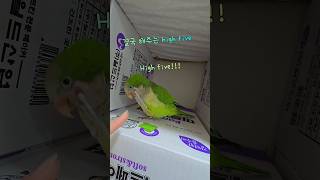 츤데레 앵무새의 하이파이브  #똥마리 #퀘이커앵무새 #…