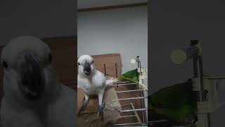 귀농귀촌 앵무새 이유식 먹기