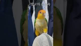 스즈메의 문단속 후속편 #노란머리카이큐 #앵무새