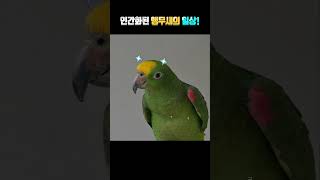 인간화된 앵무새의 일상 (아빠 또 뚱둥이 되네??_