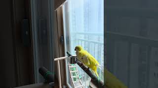 #퀘이커앵무새#깃털정리타임#보고있으면힐링#집사힐링타임
