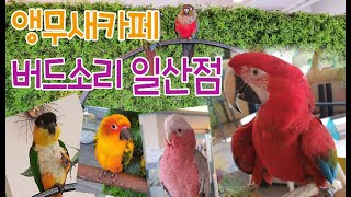 앵무새카페 버드소리 일산점-말하고 춤추는 청금강앵무새 …