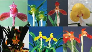 8월22일 월요일 황두화 금맥등 좋은 품종들 10분 준비했습니다