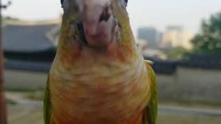 산책나간 코뉴어 앵무새 알콩땅콩 뉴~스. 입에 오디가 …