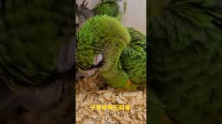 잠자는 쟈딘앵무새 #shorts