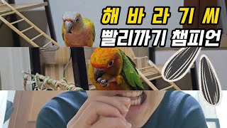 앵무새vs앵무새vs인간?