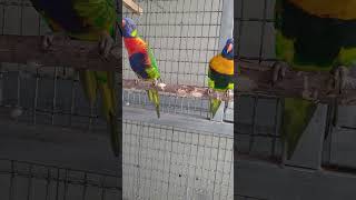 사과 유혹에도 오질 않은 오색 청해 앵무