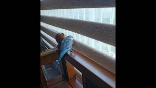 [퀘이커 앵무] 놀다가 엿보다가 #parrot #qua…