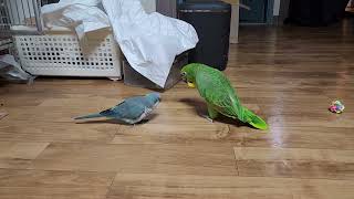 로카 아리 뚜껑 쟁탈전