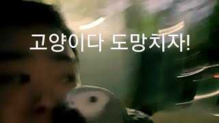 회색앵무 코코! 밤에 고양이만나다?!