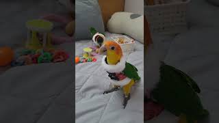 [상만쓰, 영만쓰] 추석에 한복입고 고장난 앵무새