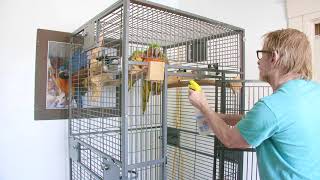 8-20-20 Carlos the Harlequin Macaw Spray Shower