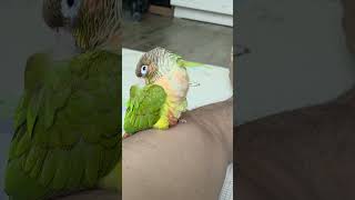 앵무새살구 선풍기 바람에 꾸벅 꾸벅 흔들 흔들 졸고 있…