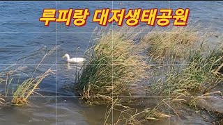 루피랑 대저생태공원