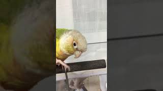 소망아   ㅇ ㅏ ㅃ ㅏ (코뉴어)