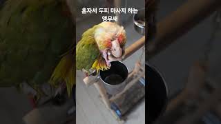혼자서 두피 마사지 하는 앵무새 #birds #parr…