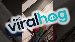 Macaw Puts on Hat || ViralHog