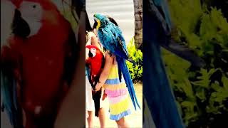 Gold Blue Red Green  Macaw Haw…