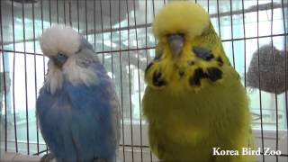 잉글리쉬버찌 완성