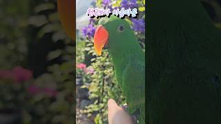 꽃과 앵무새, 평안이 #parrot  #힐링