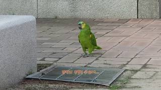 (Amazon) 역사 박물관에  .나드리  하늘을 날아야 하는데ᆢ  뛰뚱뛰뚱 뭐하는거야 ??