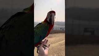 할리퀸 마카우 루카의 봄