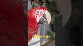 홍금강앵무새 혓바닥 #shorts