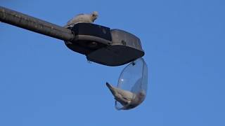 장난꾸러기 유황앵무새 '리틀코렐라'